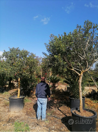 Piante di Corbezzolo