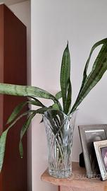 Pianta san severia