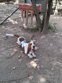 Cuccioli basset hound