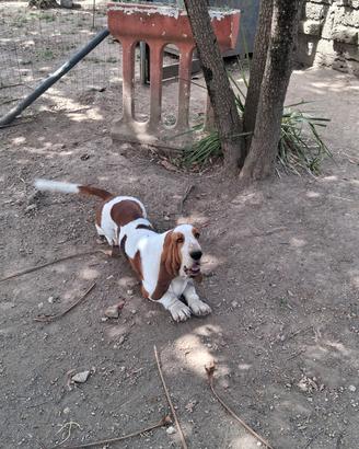 Cuccioli basset hound