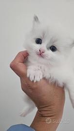 Ragdoll teneri cuccioli