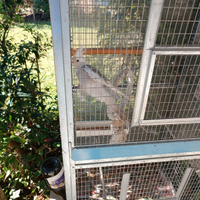 Calopsite Maschio Adulto