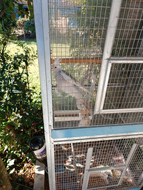 Calopsite Maschio Adulto