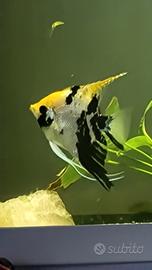 Scalari