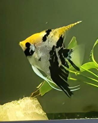 Scalari