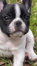 BOULEDOGUE - BULLDOG FRANCESE CUCCIOLI pag rateale