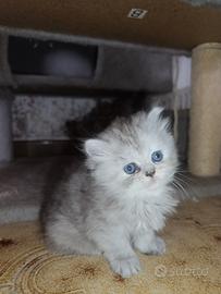 Persiana silver schated prenotabile