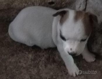 Jek rassel cuccioli