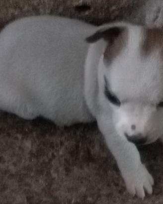 Jek rassel cuccioli