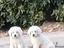 Immagine 5