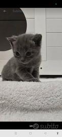 Gatto certosino