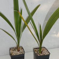 PALMA PHOENIX DACTYLIFERA