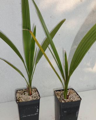 PALMA PHOENIX DACTYLIFERA