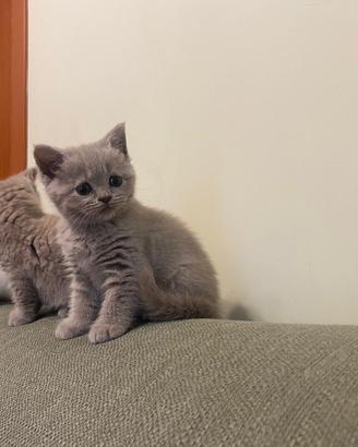 Gattini