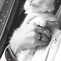 Cuccioli ragdoll disponibili