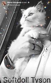 Cuccioli ragdoll disponibili