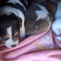 Vendita jack russell