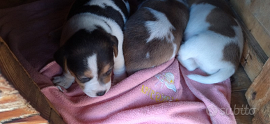 Vendita jack russell