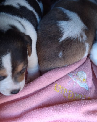 Vendita jack russell