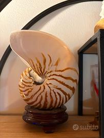 Conchiglia nautilus