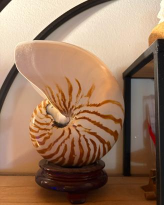 Conchiglia nautilus