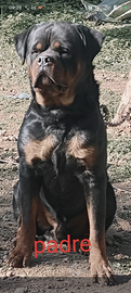 Rottweiler