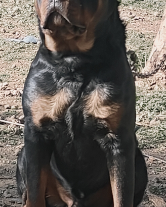 Rottweiler