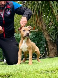 Pitbull ukc blue & blue fawn