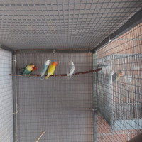 Inseparabili