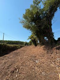Terreno agricolo coltivabile - Martellago (Ve)