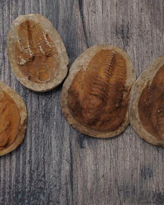 Fossili di Trilobite