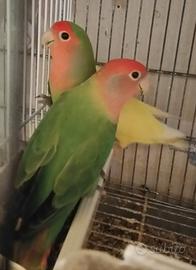 Pappagalli inseparabili
