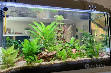 Pelvicachromis pulcher giovani