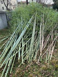 Canne di Bambù