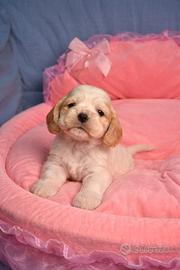 Cocker spaniel inglese