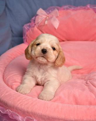 Cocker spaniel inglese