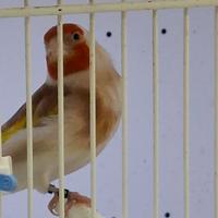 Cardellina major bruna pastello