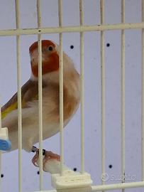 Cardellina major bruna pastello