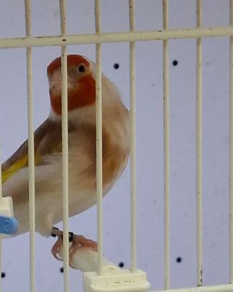 Cardellina major bruna pastello