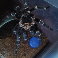 Coppia adulta acanthoscurria geniculata