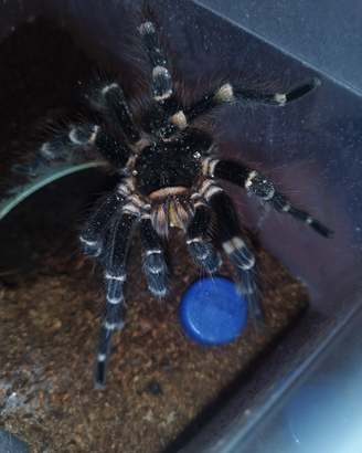 Coppia adulta acanthoscurria geniculata