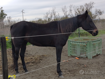 Cavallo castrone