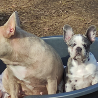 Bella Cucciola Lila merle bulldog francese