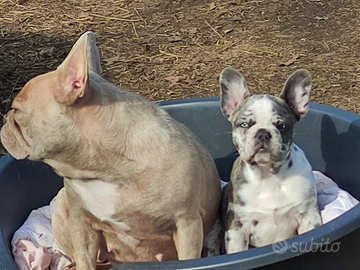 Bella Cucciola Lila merle bulldog francese