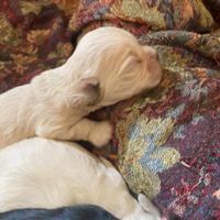 Cucciolo cocker americano