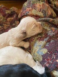 Cucciolo cocker americano