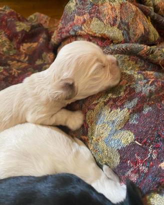 Cucciolo cocker americano