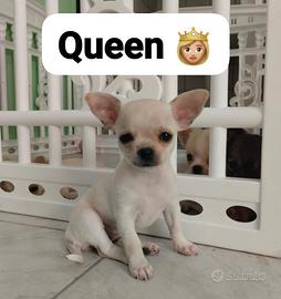 Chihuahua Toy