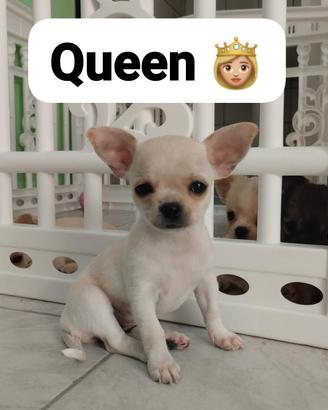 Chihuahua Toy
