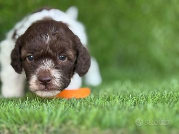 Lagotto romagnolo